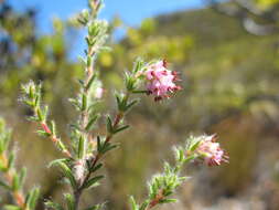 Imagem de Erica similis (N. E. Br.) E. G. H. Oliver