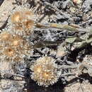 Image of Helichrysum rotundifolium (Thunb.) Less.