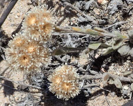 Image de Helichrysum rotundifolium (Thunb.) Less.