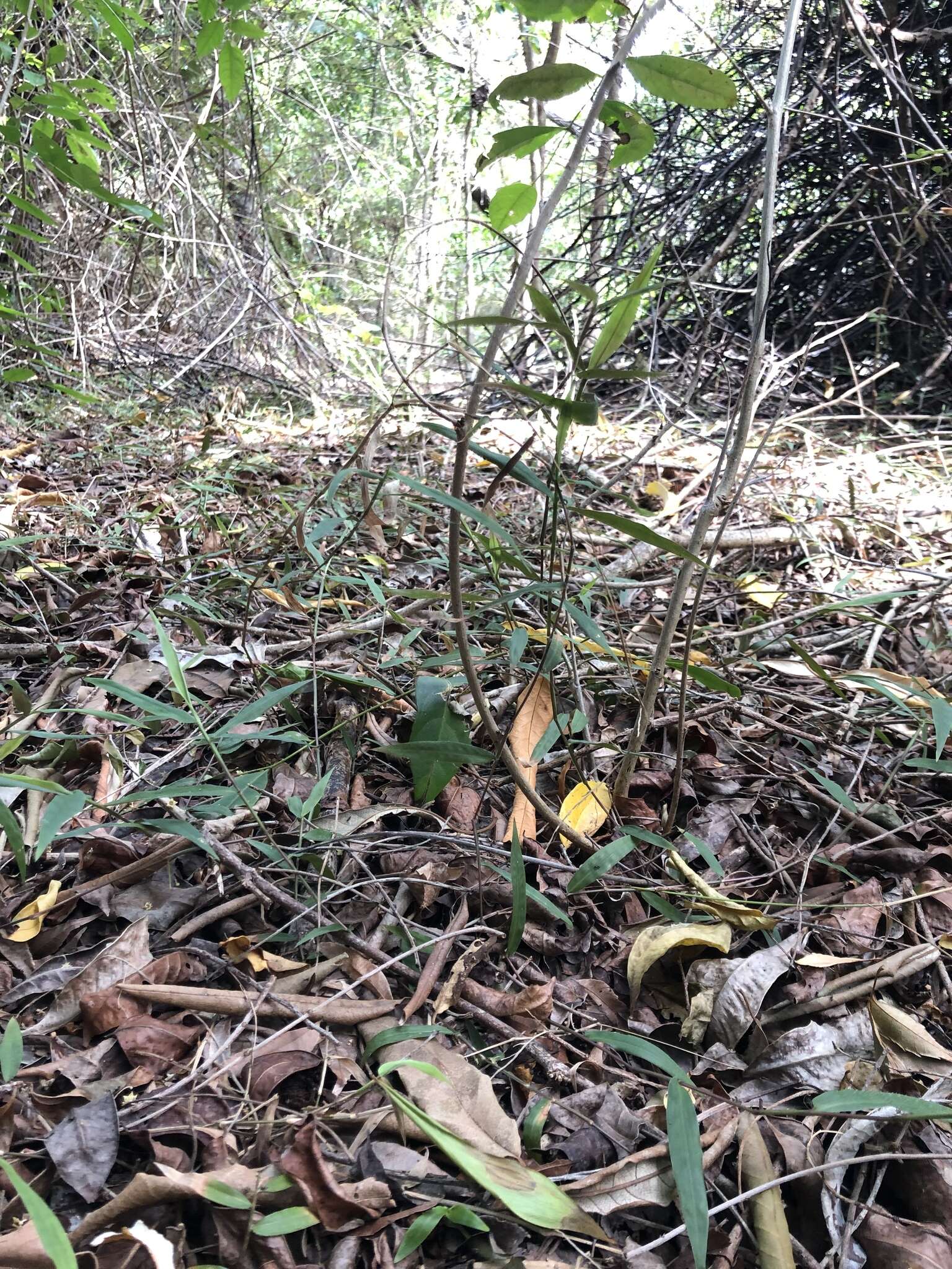 Image of Long-Leaf Basket Grass