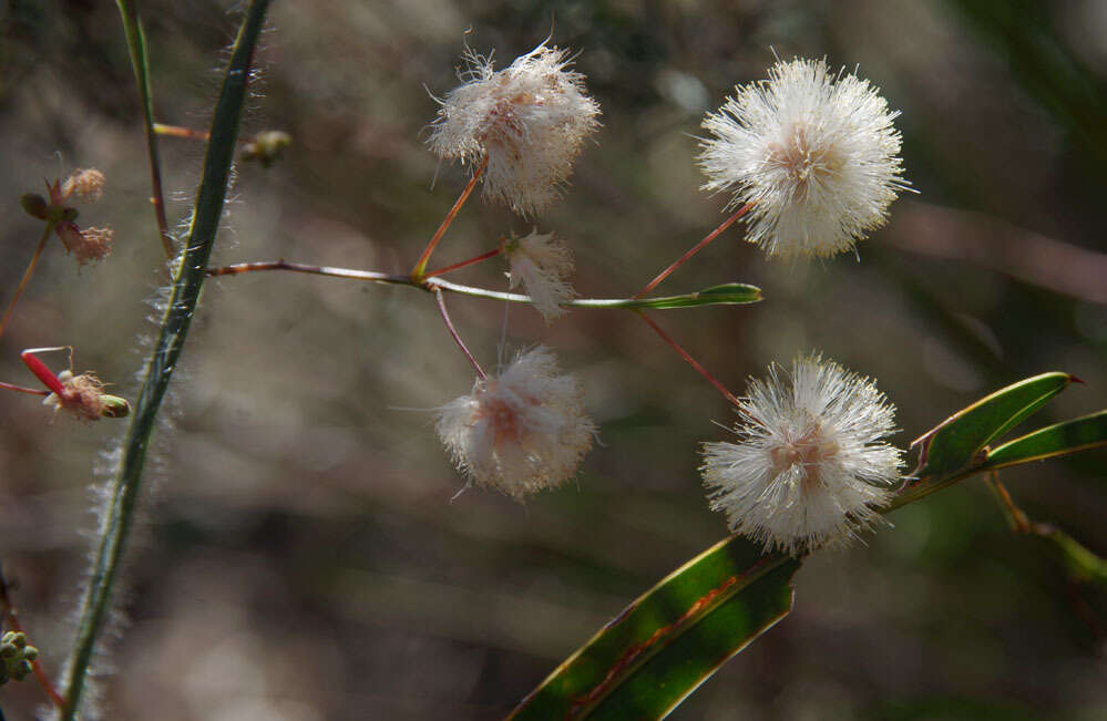 Plancia ëd Acacia willdenowiana H. L. Wendl.