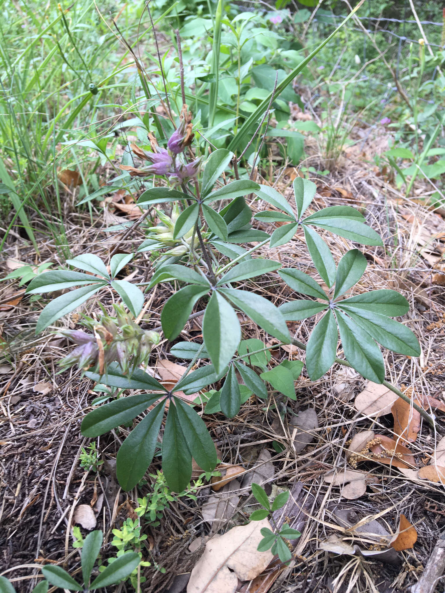 Image of Texas Plains Indian breadroot