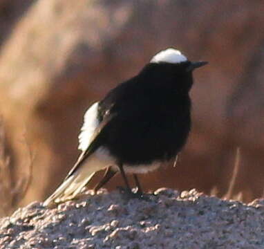 Image of White-crowned Black Wheatear