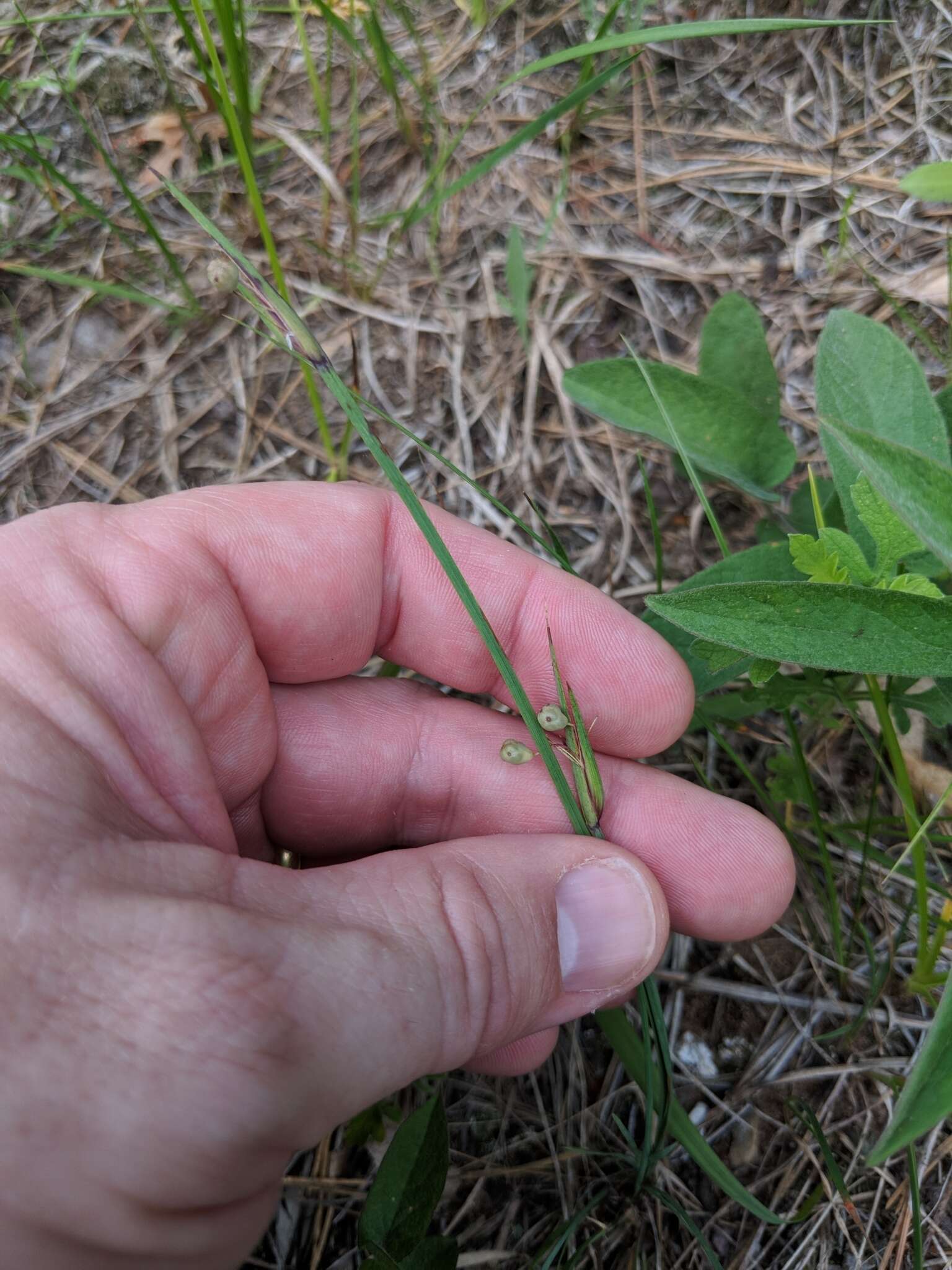 Sisyrinchium campestre E. P. Bicknell的圖片