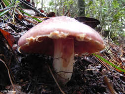 Image of Cortinarius lebre Garrido 1988