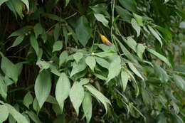 Image of Pothos chinensis (Raf.) Merr.