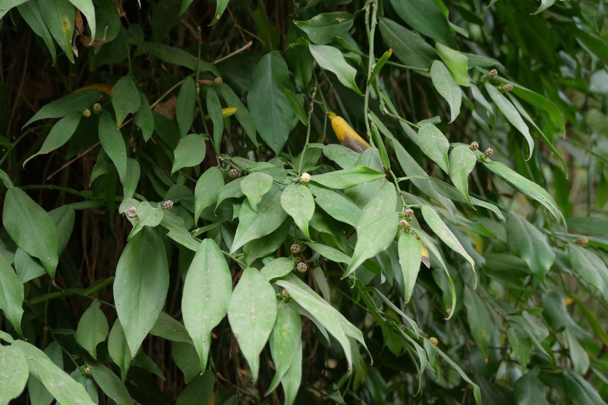 Image of Pothos chinensis (Raf.) Merr.