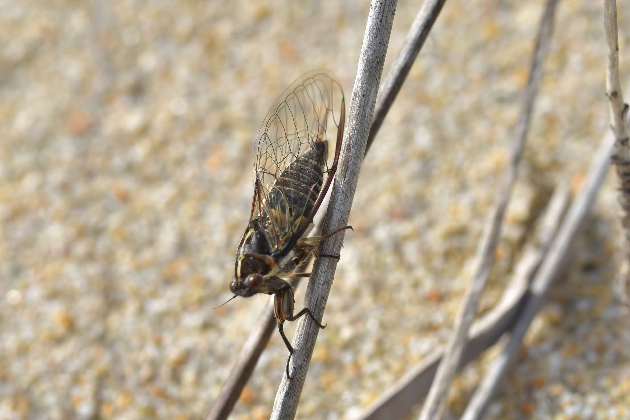 Image of Chatham Island cicada