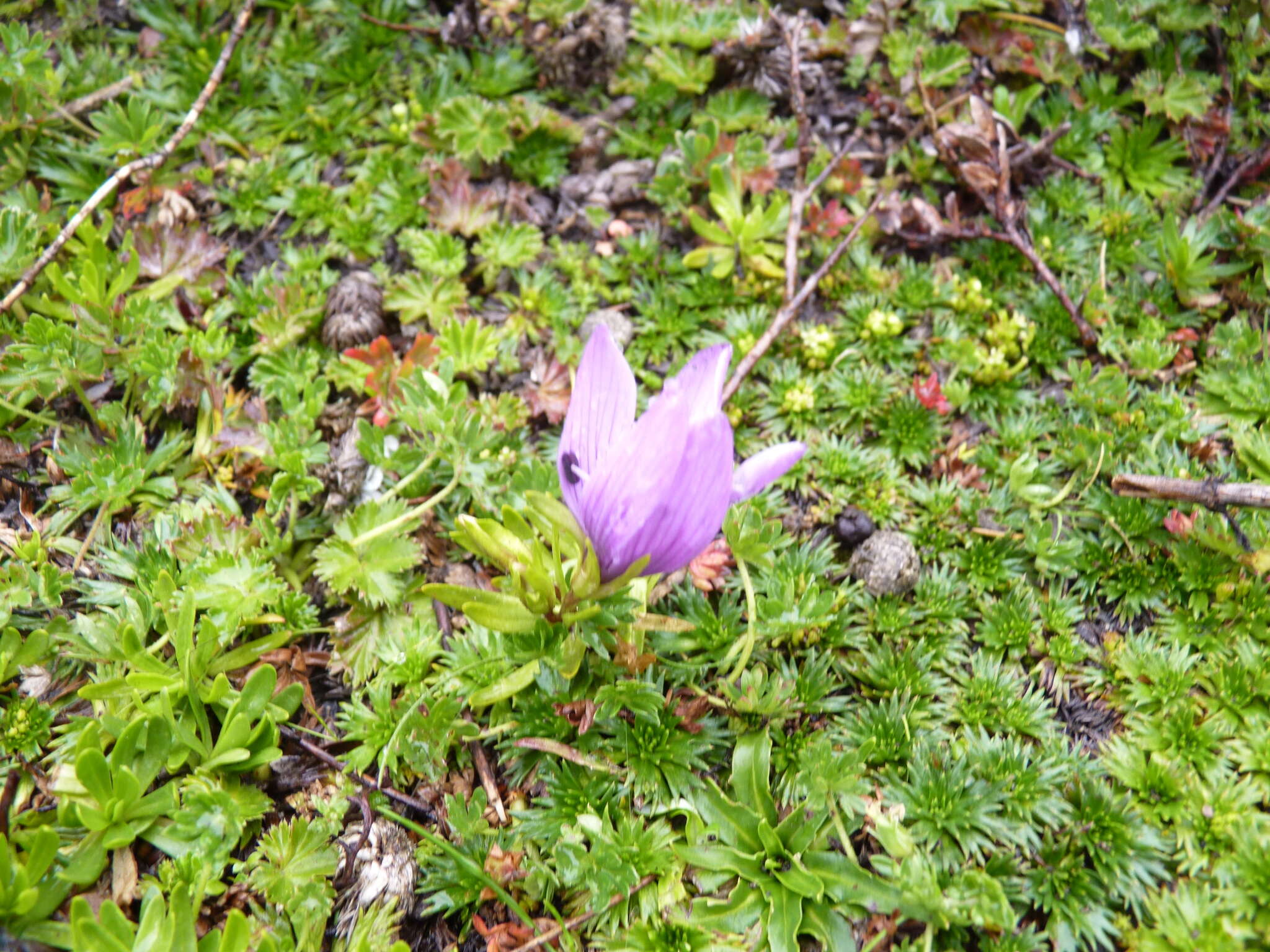 Image of Gentianella cerastioides (Kunth) Fabris