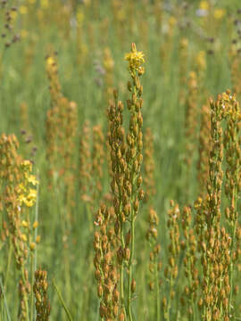 Imagem de Narthecium californicum Baker