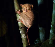 Image of Bornean tarsier