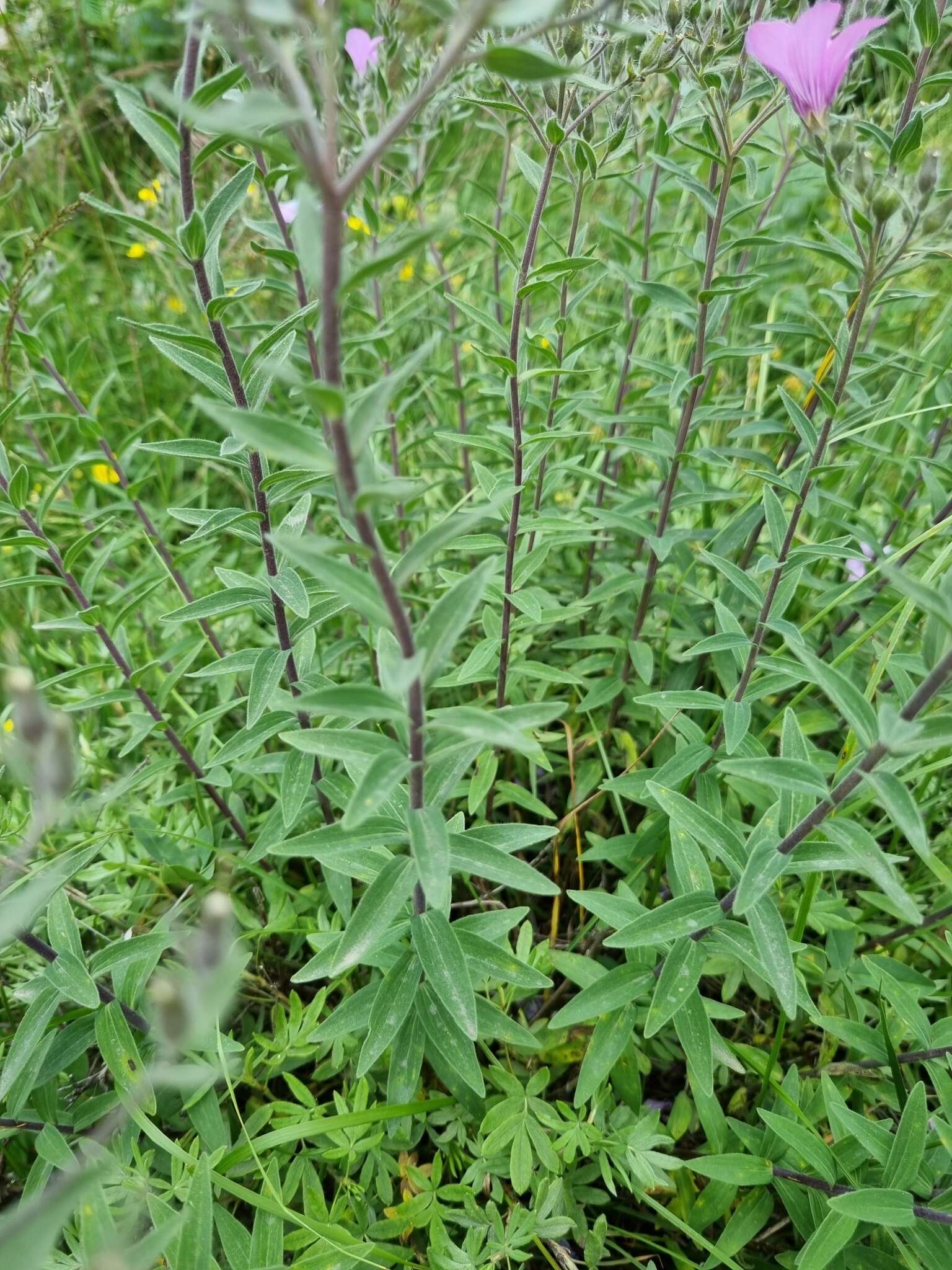 Image of Linum hypericifolium Salisb.