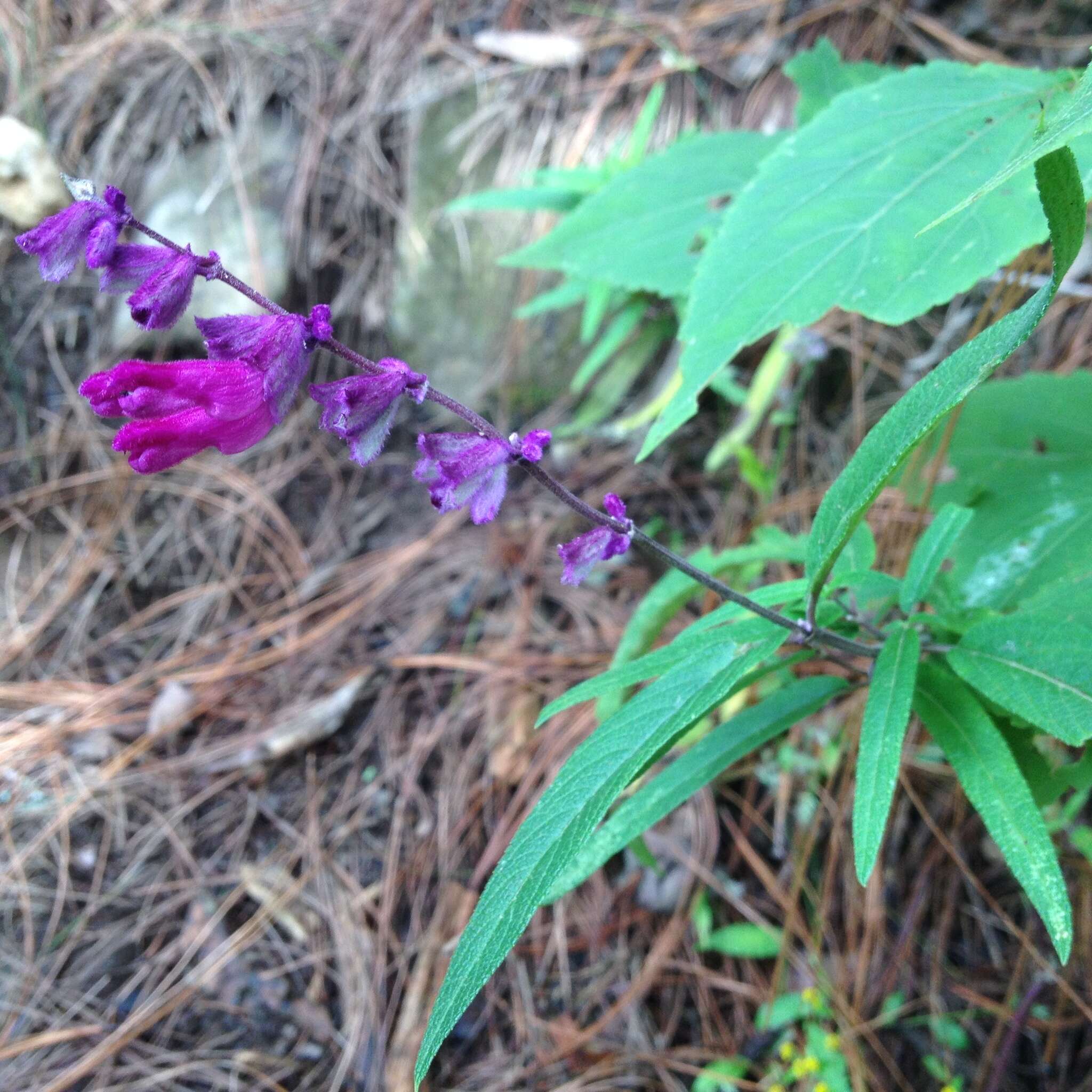 Sivun Salvia leucantha Cav. kuva