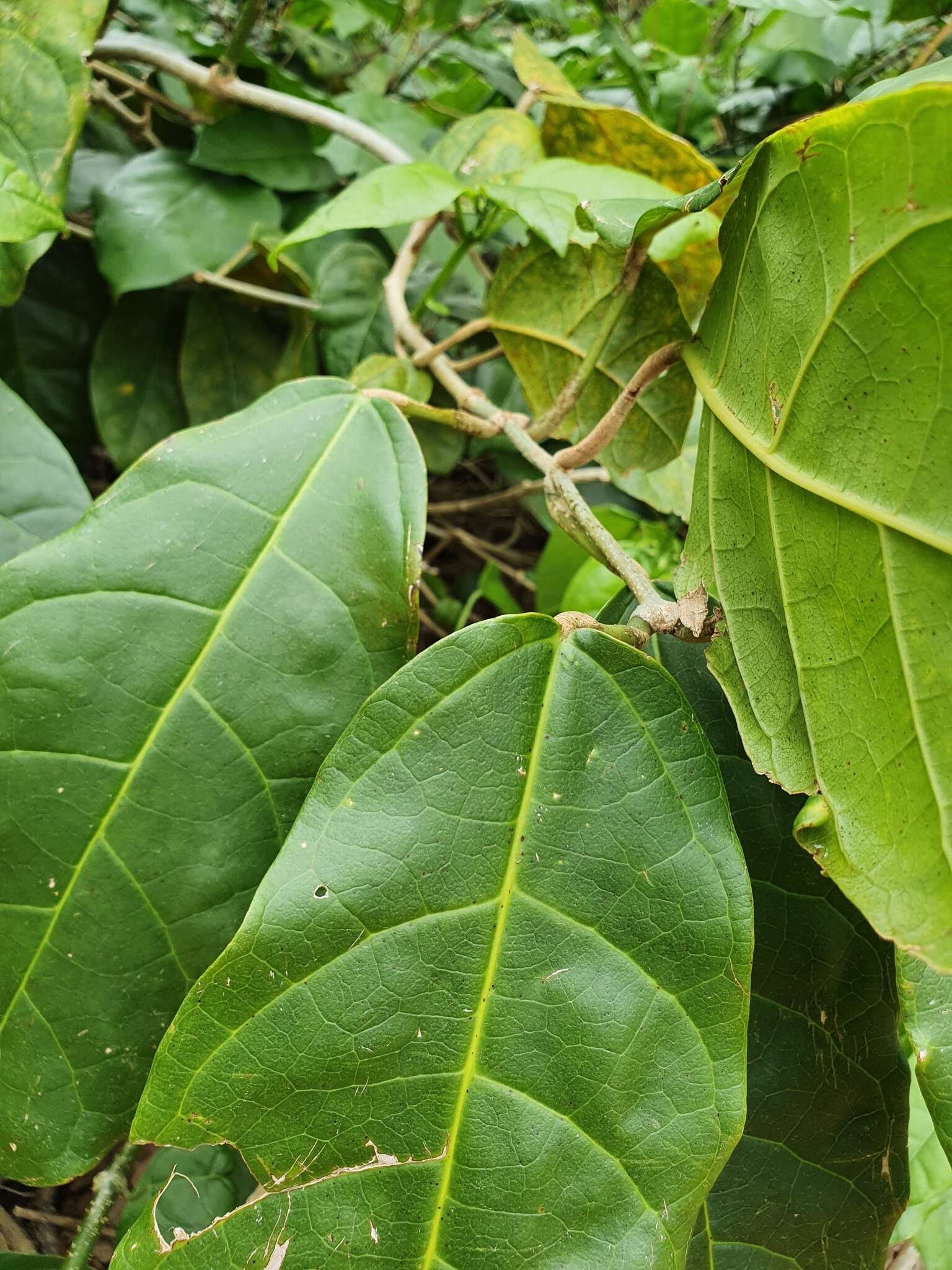 Imagem de Oxera splendida (F. Muell.) Gâteblé & Barrabé