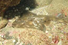 Image of Shortnose guitarfish
