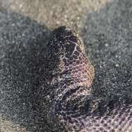 Image of Dwarf Seasnake