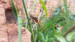 Image of Orthetrum azureum (Rambur 1842)