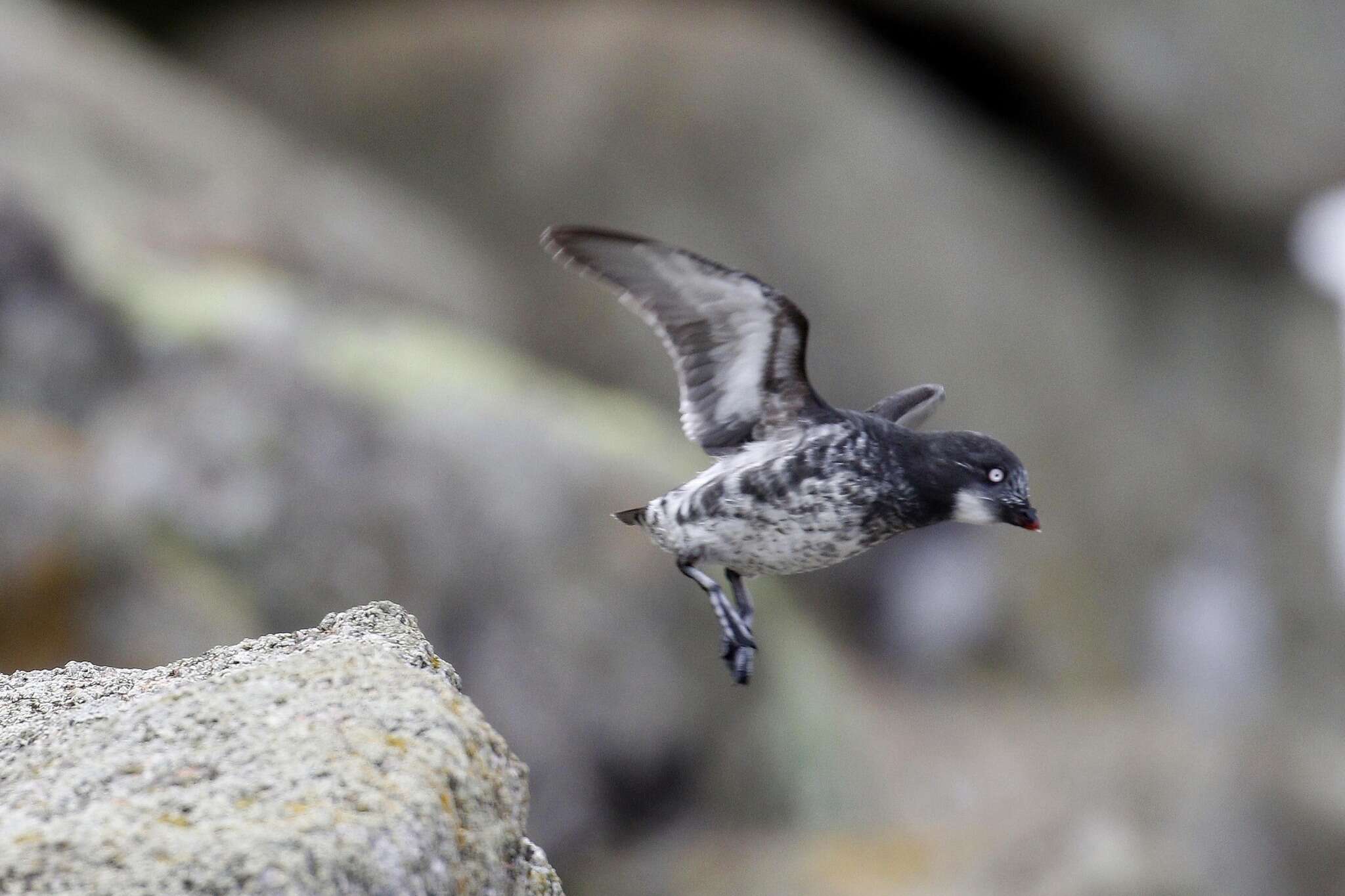 Image of Least Auklet