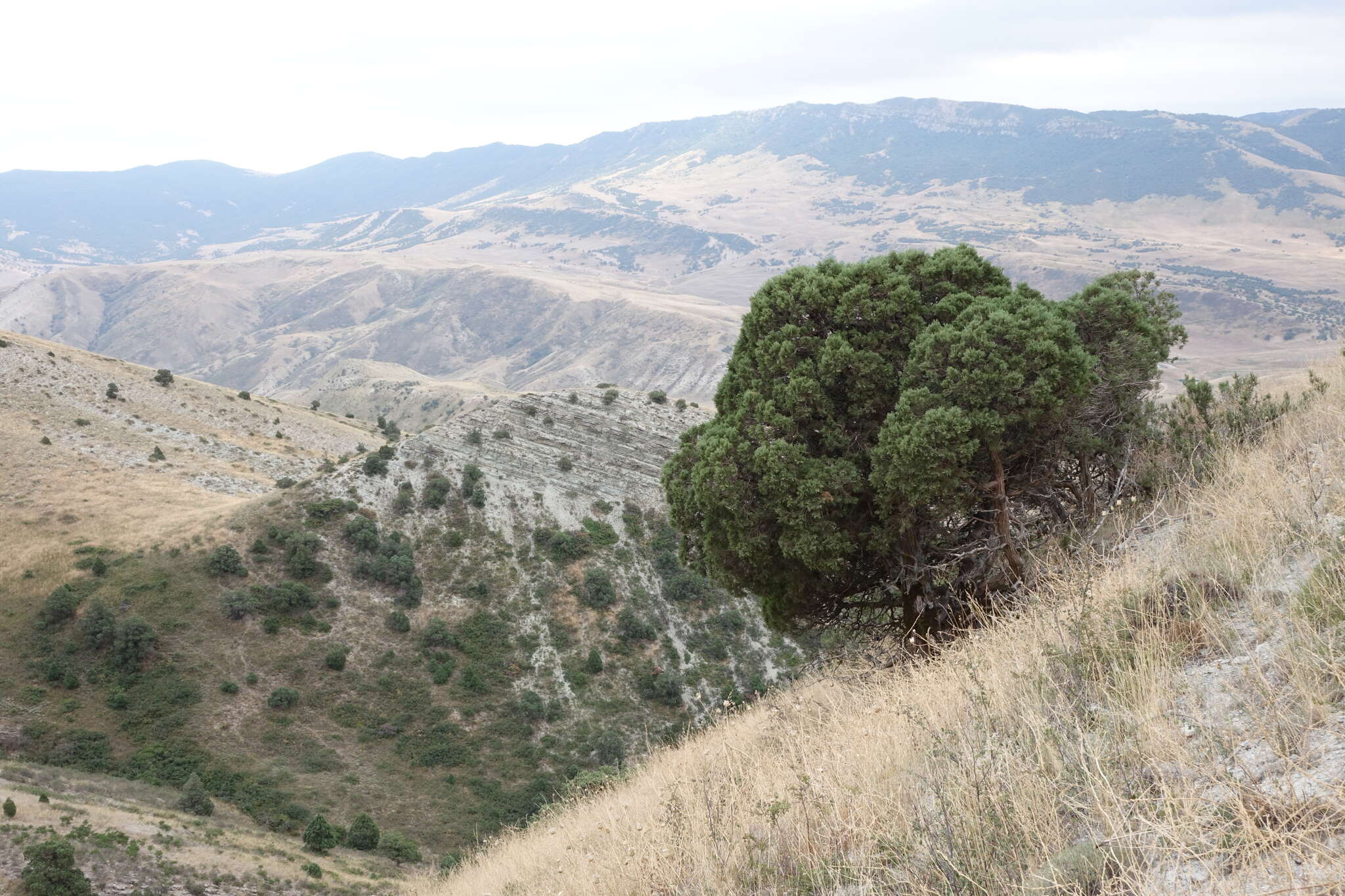 Plancia ëd Juniperus excelsa subsp. polycarpos (K. Koch) Takht.