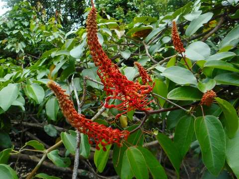 Image of Phanera cardinalis