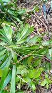 Plancia ëd Dracaena reflexa var. angustifolia Baker