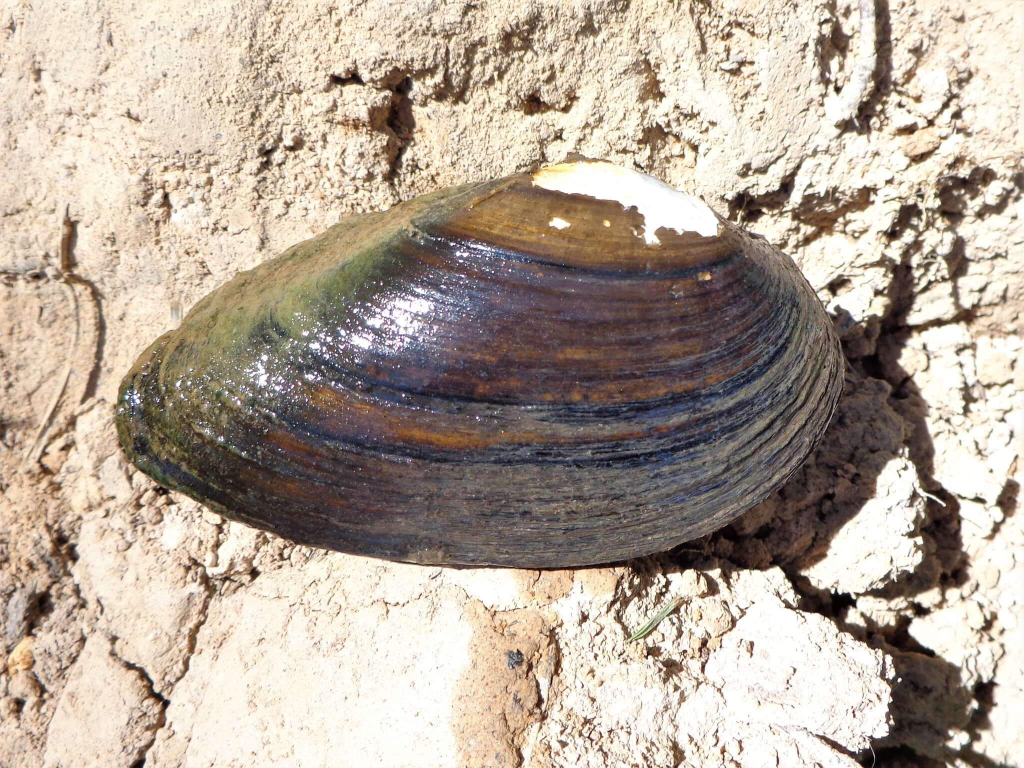 Image of Swollen River Mussel