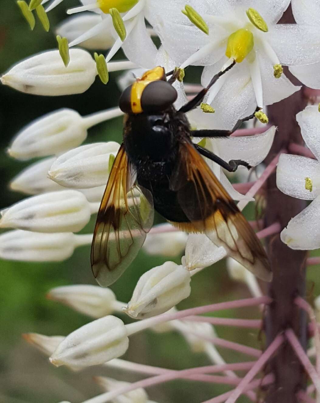 Image of Volucella liquida Erichson 1841