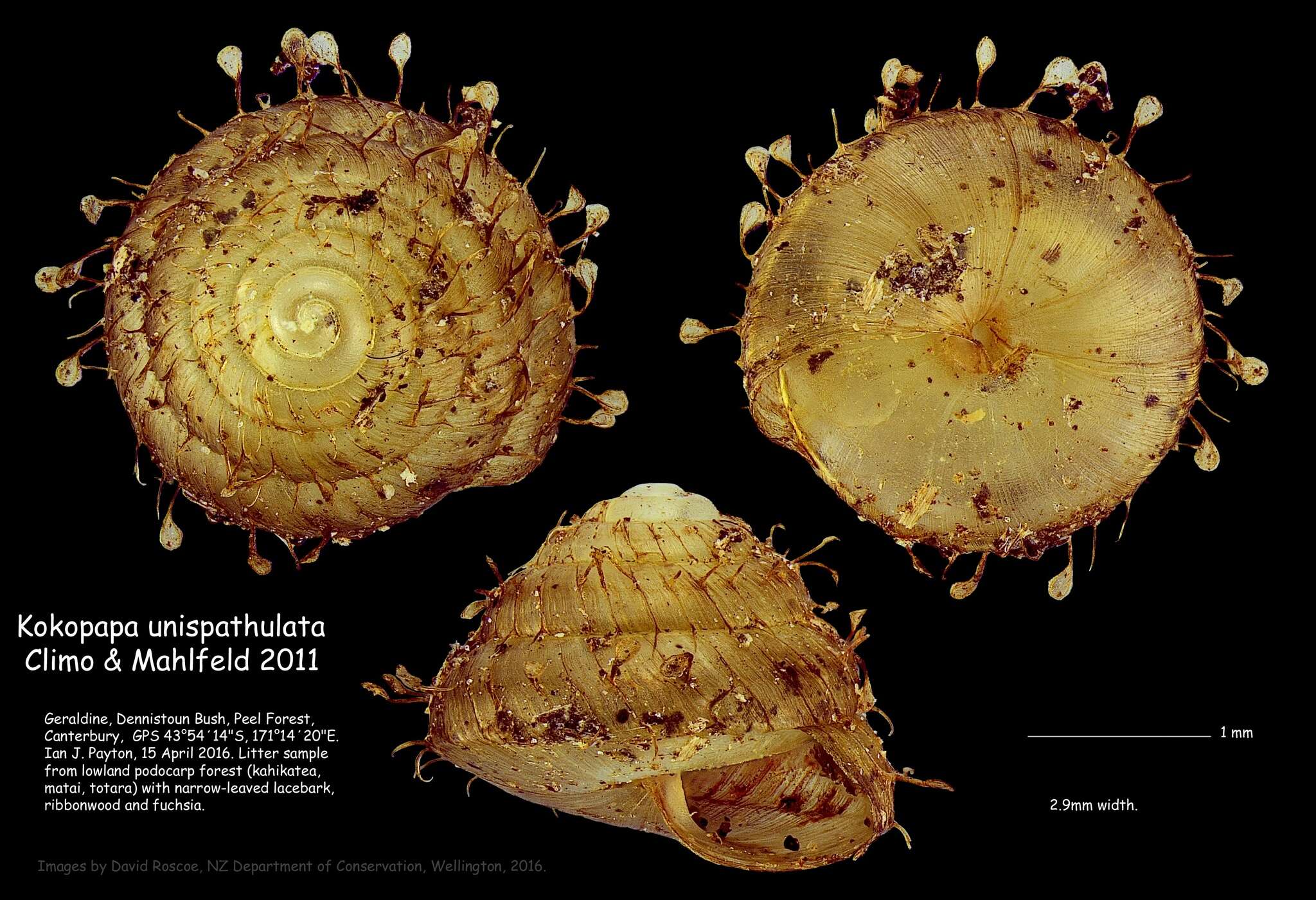 Image of Kokopapa unispathulata Climo & Mahlfeld 2011