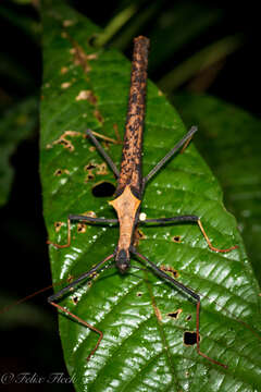 Image of Pseudophasma bispinosum (Redtenbacher 1906)