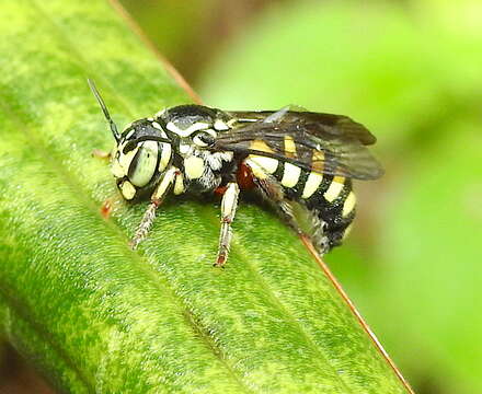 Image of Eoanthidium Popov 1950