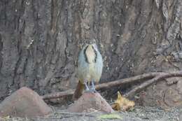 Image of Collared Palm Thrush