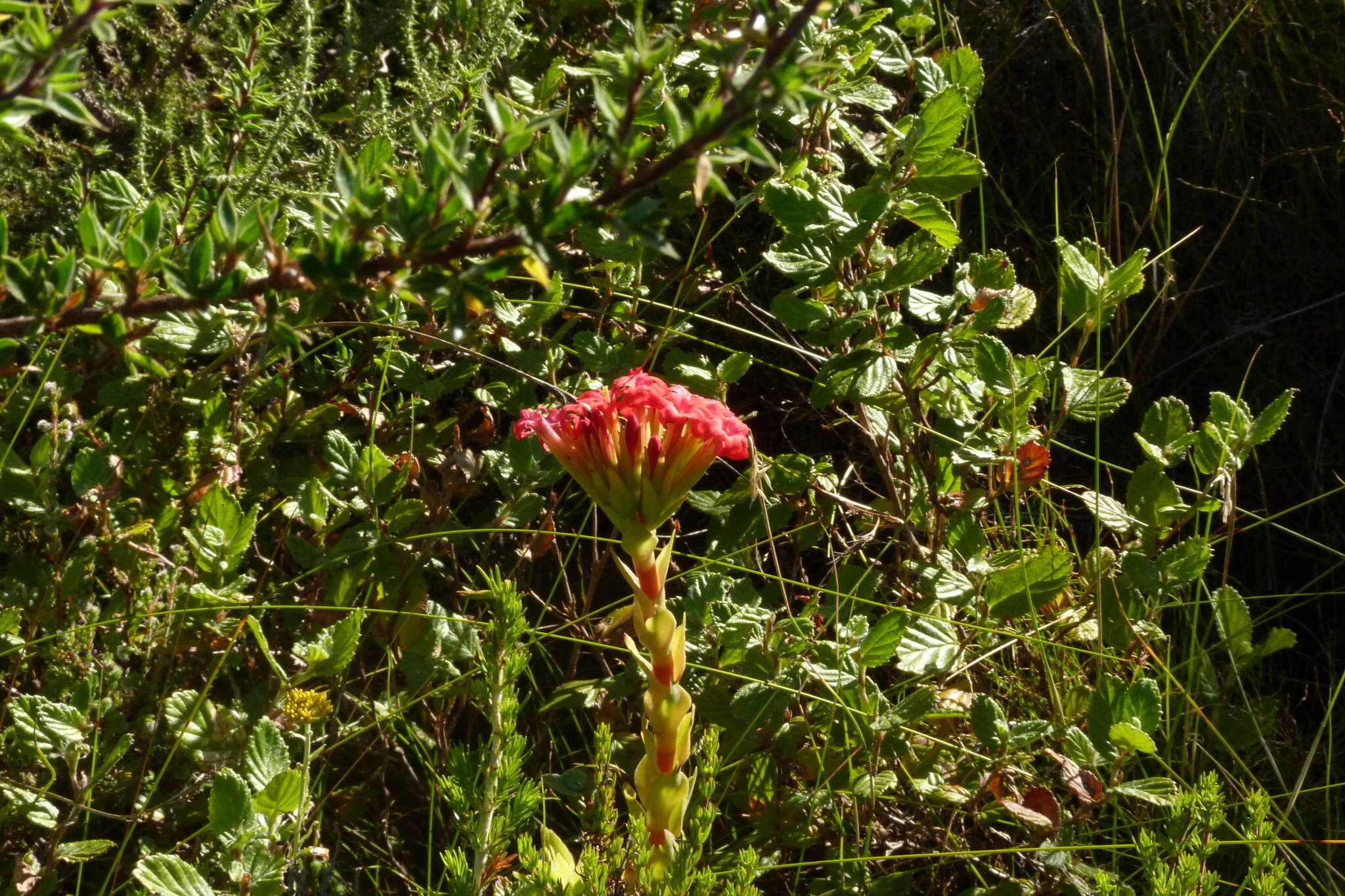 Image of Crassula coccinea L.