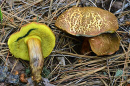 Imagem de Boletus brunneotomentosus B. Ortiz 2007