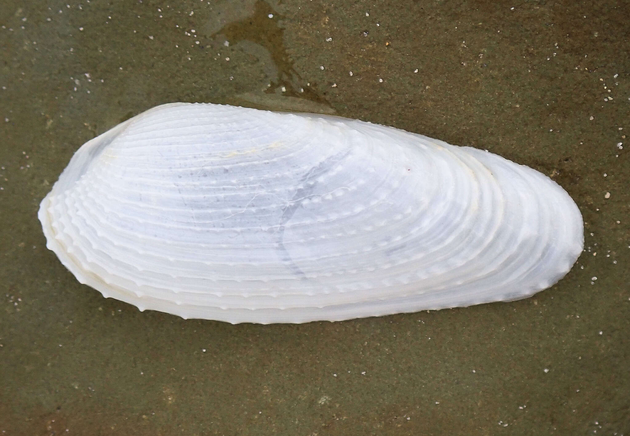 Image of Barnea australasiae (G. B. Sowerby II 1849)