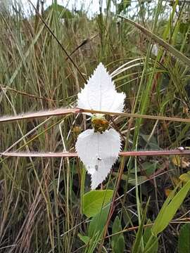 Plancia ëd Dalechampia caperonioides Baill.