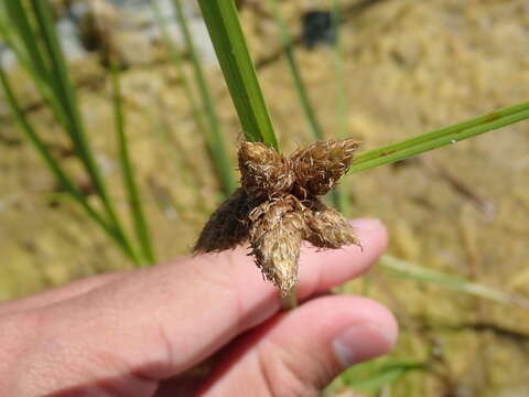 Image of cosmopolitan bulrush