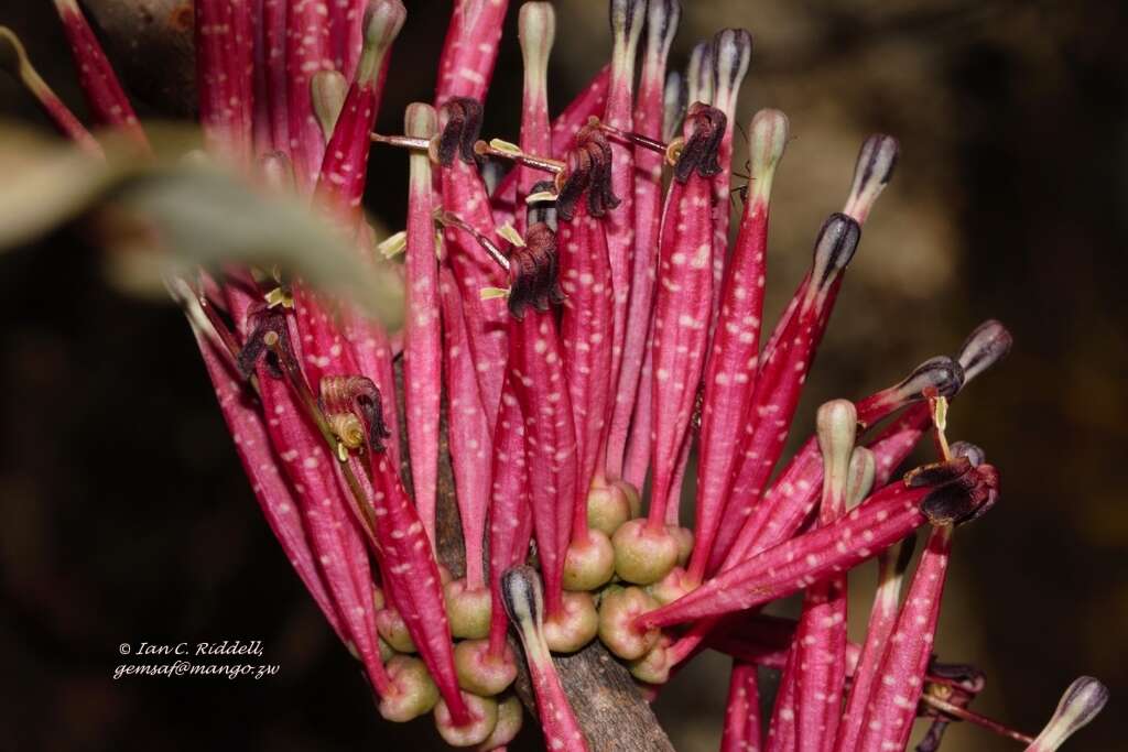 Image of Tapinanthus forbesii (Sprague) D. Wiens