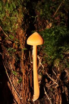 Image of Entoloma salmoneum (Peck) Sacc. 1887