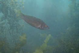 Image of Rosy parrotfish