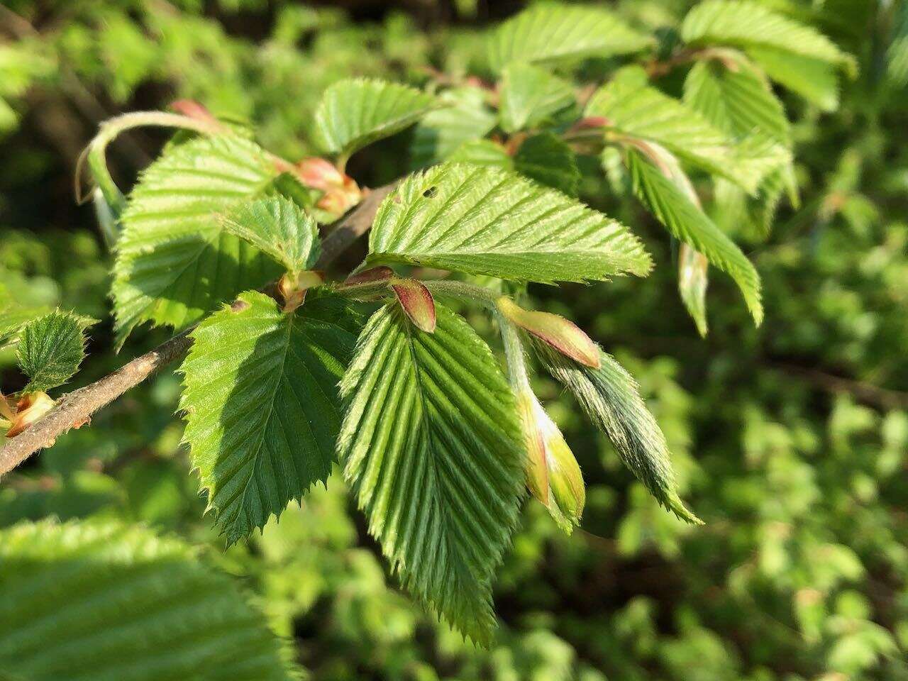 Image of Carpinus tschonoskii Maxim.