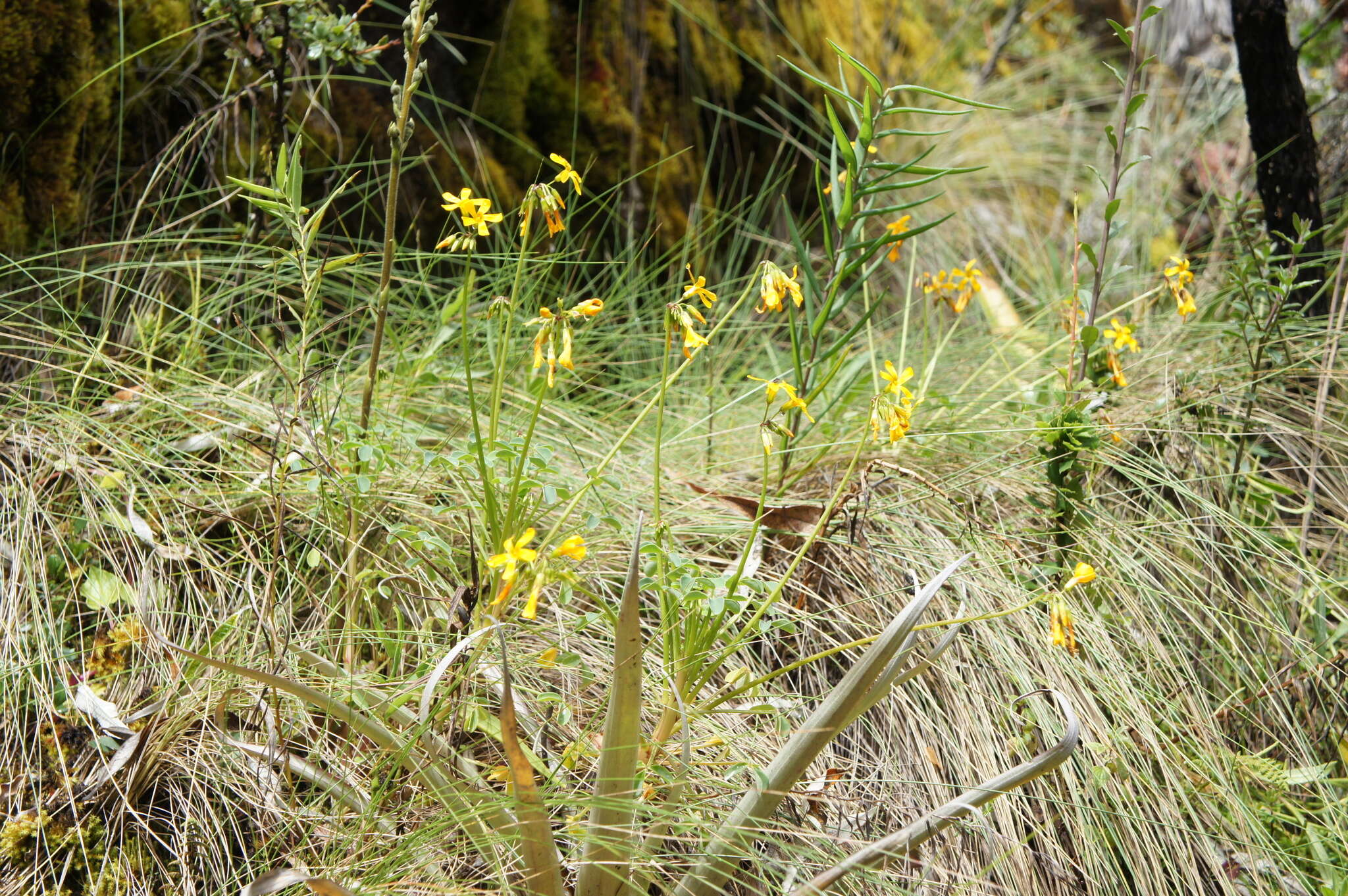 Слика од Oxalis peduncularis Kunth