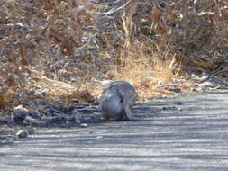 Image of white-tailed antelope squirrel