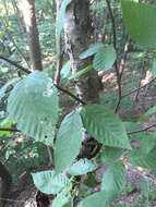 Image of Black birch