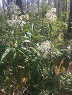 صورة Miconia bicolor (Mill.) Triana