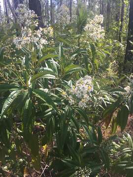 Image de Miconia bicolor (Mill.) Triana