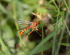 Image of Megarhyssa vagatoria (Fabricius 1793)