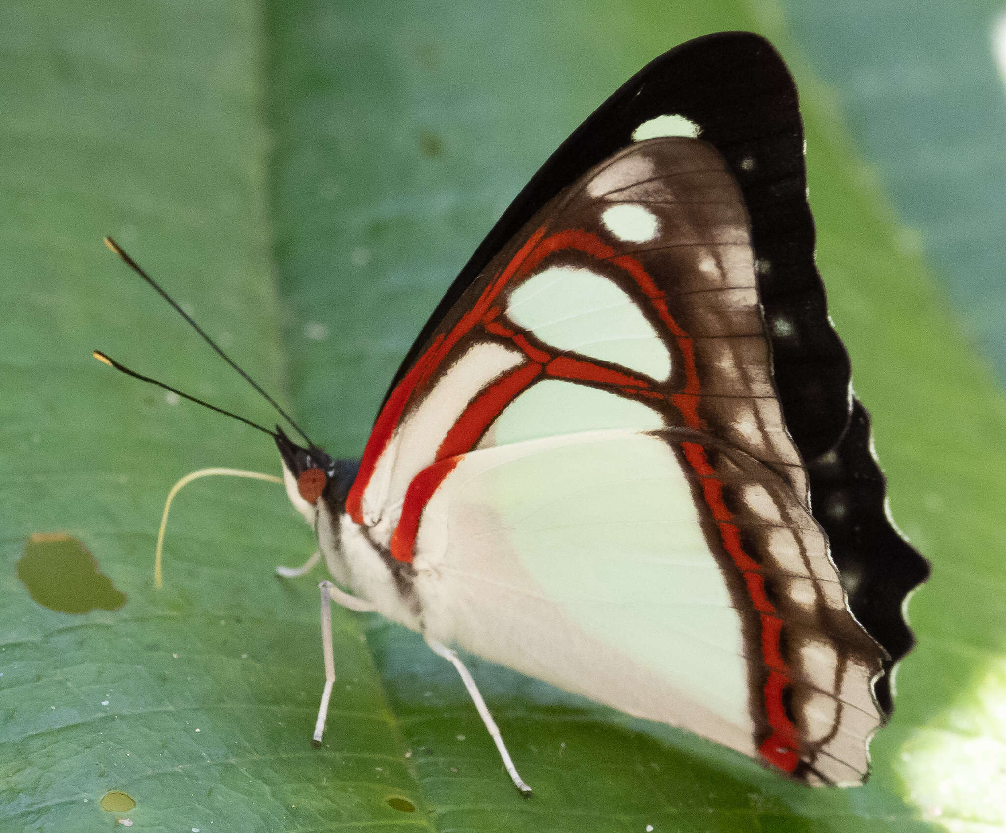 Image of Pyrrhogyra edocla Doubleday (1848)