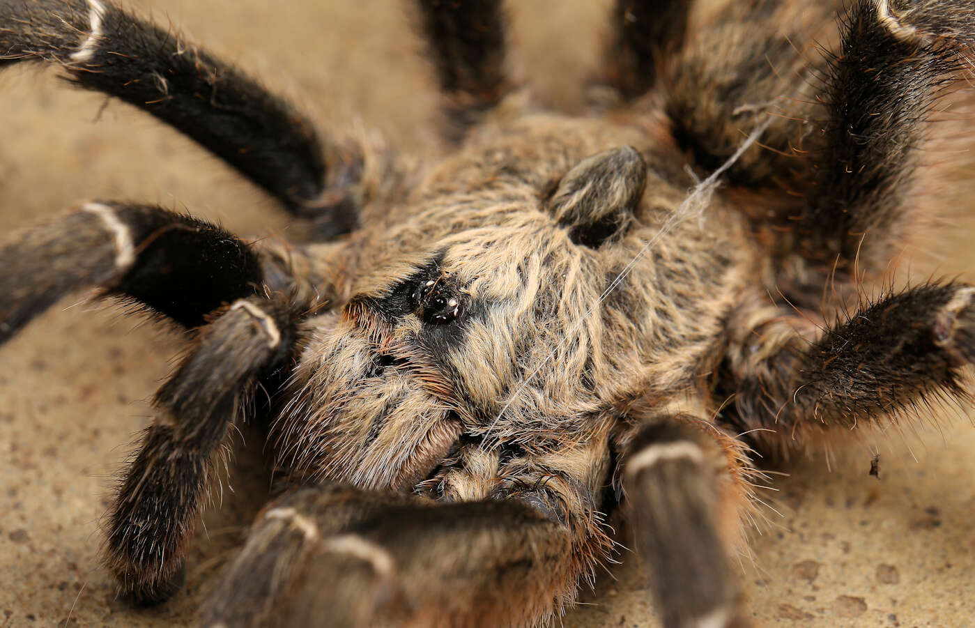 Image of African Horned Baboon Tarantula