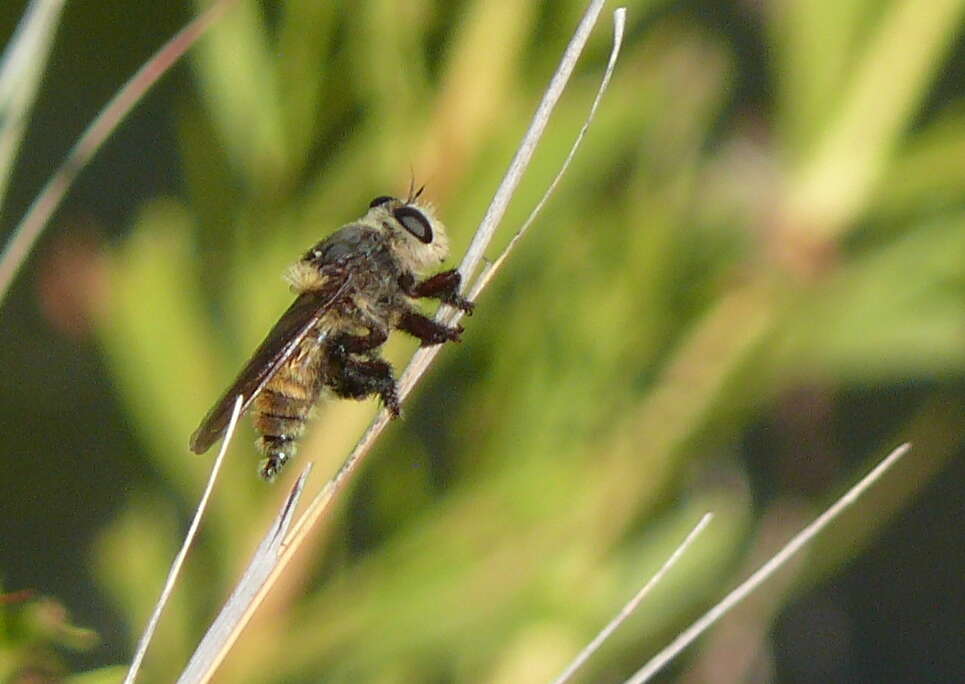 صورة Mallophora fautrix Osten Sacken 1887