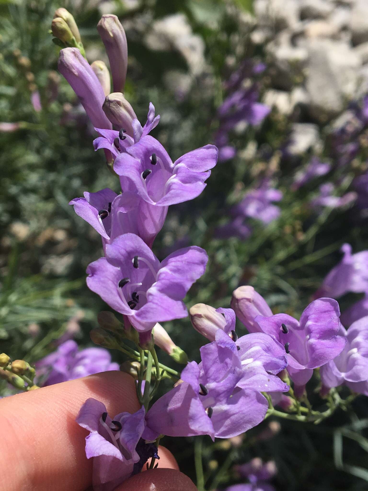 Слика од Penstemon sepalulus A. Nels.